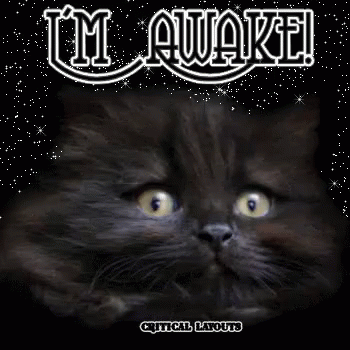Im Awake Kitten GIF - Im Awake Kitten Stars GIFs