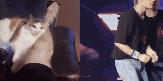a cat is sitting on a person 's lap and a man is holding a microphone in front of him