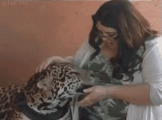 a woman is petting a leopard on a leash while it looks at the camera .