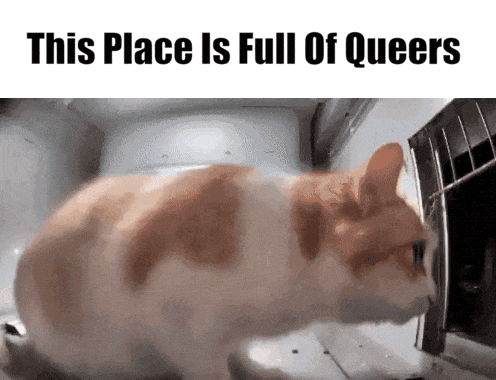 a cat looking out of a cage with the words this place is full of queers above it