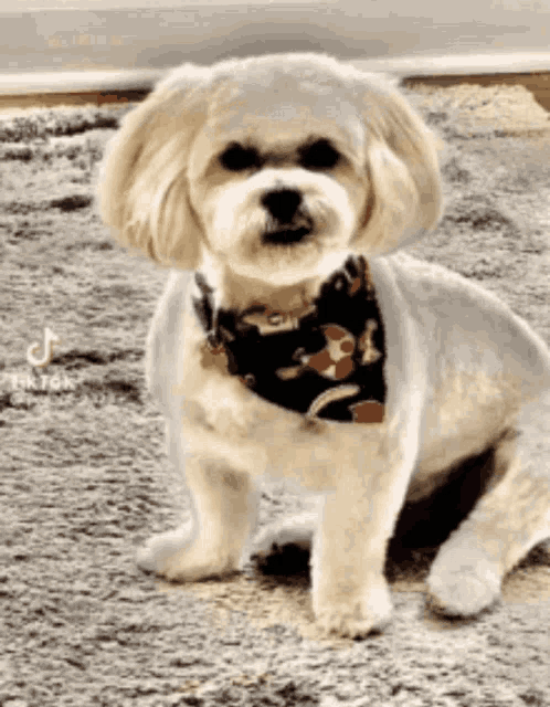 a small dog wearing a bandana is sitting on a carpet looking at the camera .