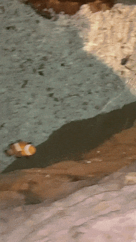 Clownfish Seaworld San Diego GIF - Clownfish Seaworld San Diego GIFs