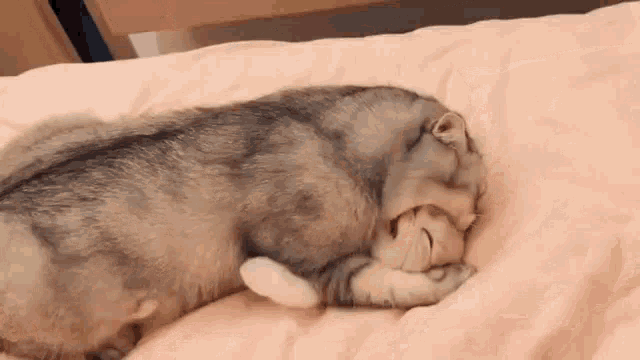 Cats Cuddle GIF - Cats Cuddle Sweet GIFs