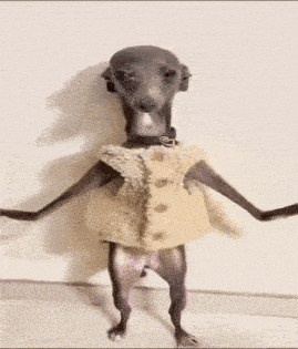 a dog is standing on its hind legs wearing a sweater .