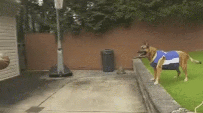 Alley Oop Dog GIF - Alley Oop Dog Ball GIFs
