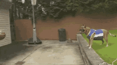 a dog wearing a blue and white blanket is walking down a sidewalk .
