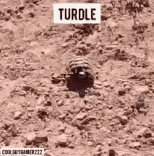 a turtle is crawling on a rocky surface in the dirt .