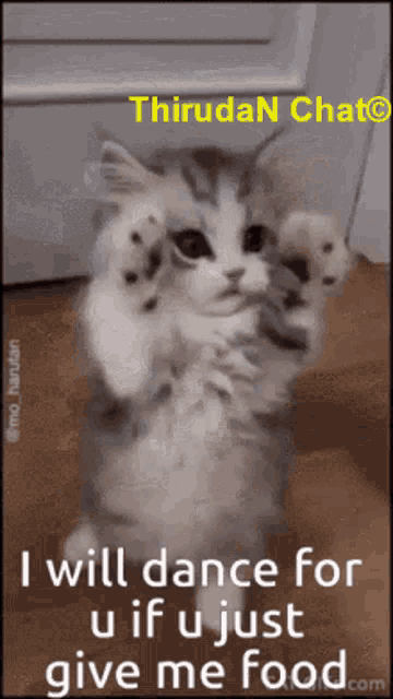 a kitten is standing up on its hind legs and says i will dance for u if u just give me food
