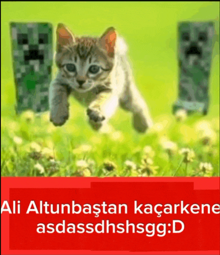 a kitten is running in a field with creepers behind it