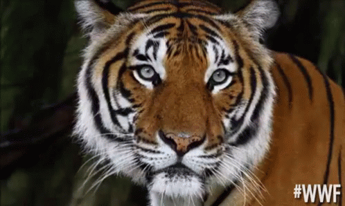 Unimpressed Tiger GIF - Wwf Unimpressed Tiger GIFs