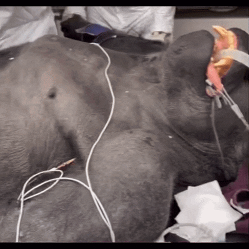 an elephant is being examined by a doctor and has a hose attached to its neck