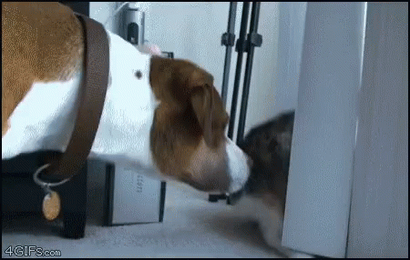 Cats Annoy GIF - Cats Annoy Dogs GIFs