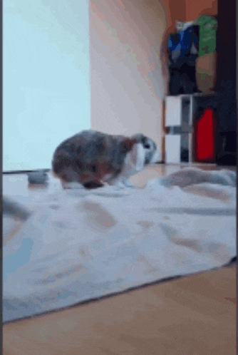 a rabbit is sitting on a rug on the floor in a room