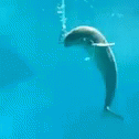 Dolphin Vape GIF - Dolphin Vape GIFs