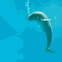 a dolphin is swimming in a blue pool .
