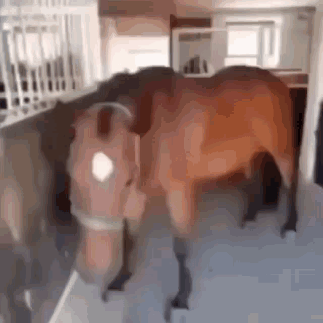 a brown horse is standing in a stable in a trailer .