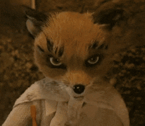 a close up of an angry looking fox wearing a white shirt