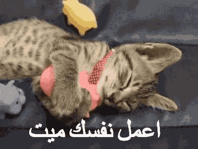 a kitten wearing a pink tie is sleeping on a couch