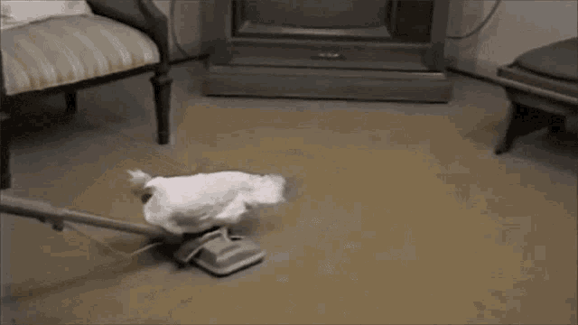 Chicken Vacuum GIF