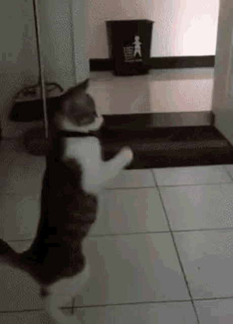 Mirror Cat GIF - Mirror Cat Hoecat GIFs