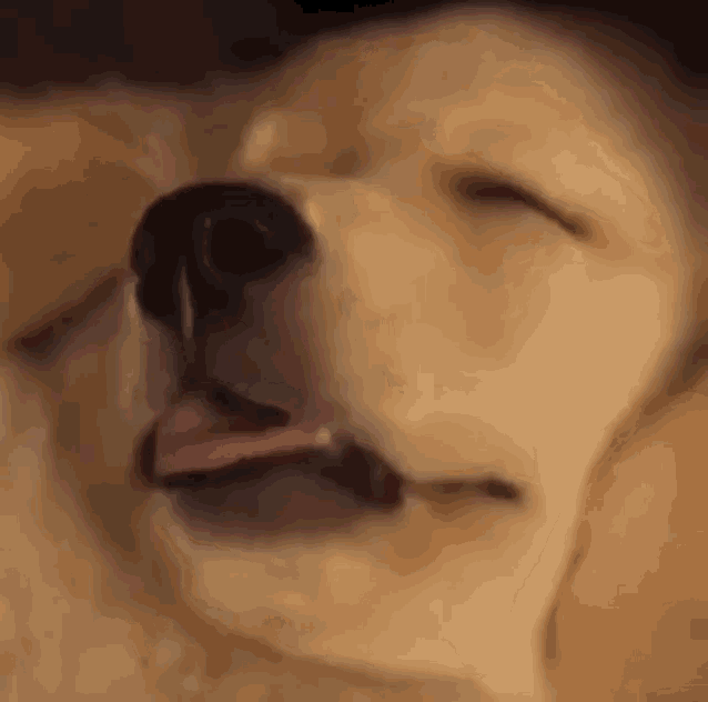 Funny Animals Dogs GIF - Funny Animals Dogs Sleepy GIFs