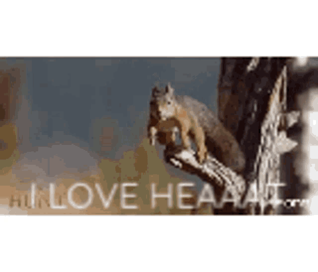 a squirrel is sitting on a tree branch with the words i love hearing it below it .