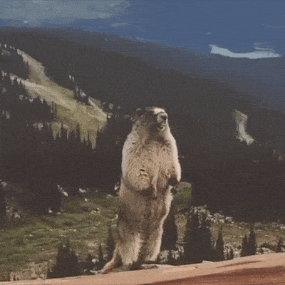 a groundhog is standing on its hind legs in front of a mountain .