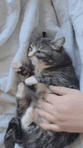 a person is petting a cat that is laying on its back on a bed
