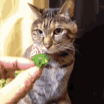 Loves That Brocoli GIF - Cats Broccoli Want GIFs