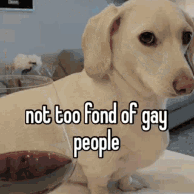 a dog is sitting next to a glass of wine with the words not too fond of gay people written on it .