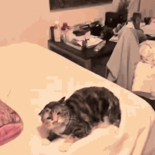 a cat laying on top of a bed in a bedroom