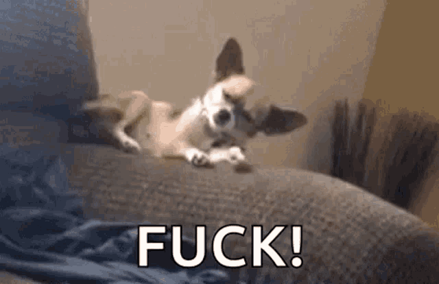 a small dog is laying on a couch with the words `` fuck ! '' written on the bottom .