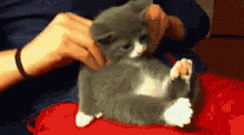 Kitty Rub GIF - Kitty Rub Nyan Cat GIFs