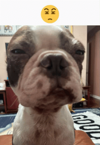 Acopic Squint GIF - Acopic Squint Dog GIFs