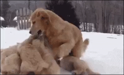 Come Play With Us! GIF - Dog Puppies Chase GIFs