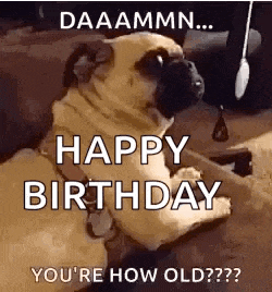 a pug dog is sitting on the floor and saying `` happy birthday '' .
