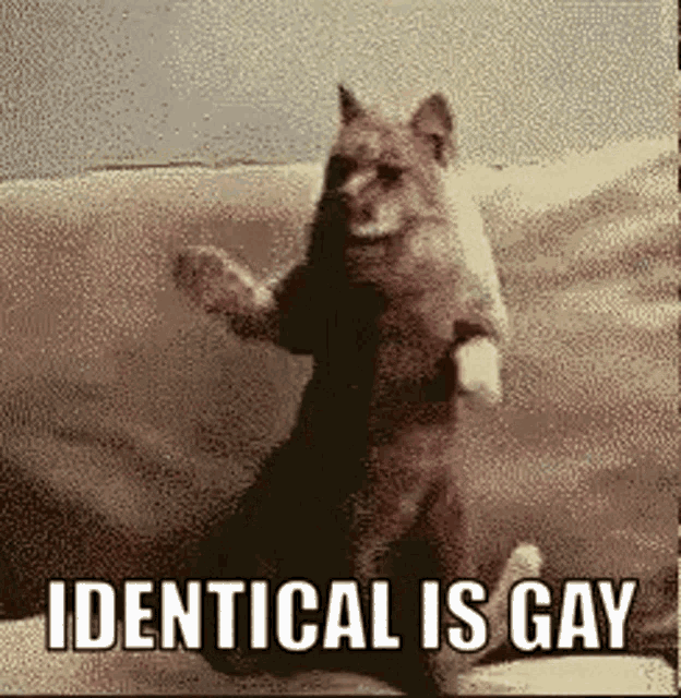 Identical Is Gay Dancing Cat GIF - Identical Is Gay Dancing Cat Happy GIFs