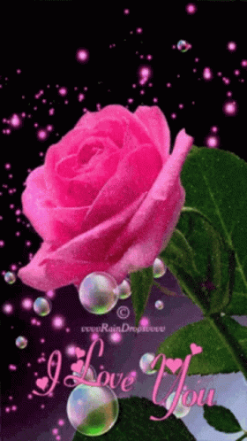 Rose Flower GIF - Rose Flower I Love You GIFs
