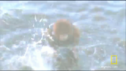 Doggy Paddle Lessons GIF - Hound Orangutan Doggypaddle GIFs