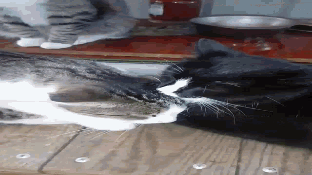 two cats are standing next to each other on a wooden surface .