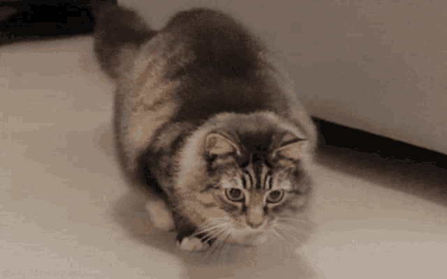 Cat GIF