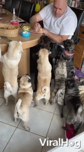 Feeding Time Pug GIF - Feeding Time Pug Dog GIFs