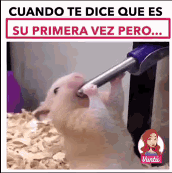 Drink Hamster GIF - Drink Hamster Rat GIFs