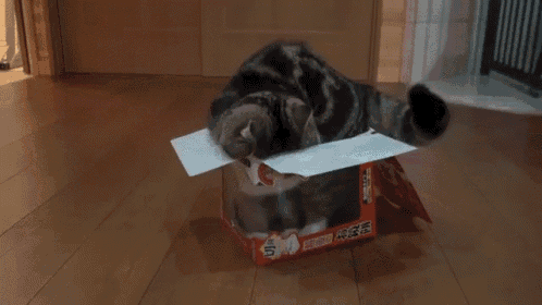 Comfiest Of All The Boxes GIF - I Sit If I Fit Box GIFs