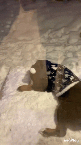 Havey Dog GIF - Havey Dog Snow GIFs