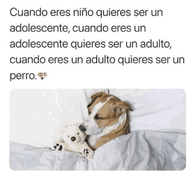a dog is sleeping next to a teddy bear in a bed .