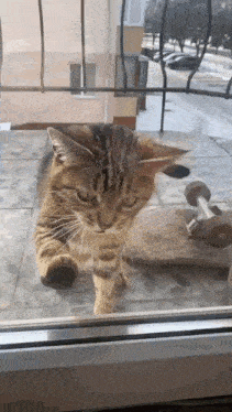 a cat is standing on a skateboard on a balcony looking out a window .