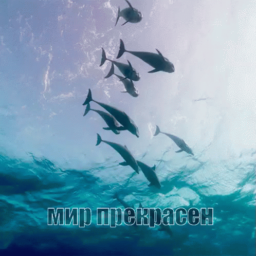 дельфин животные океан море вода мир прекрасен GIF - Animal Dolphin Ocean GIFs