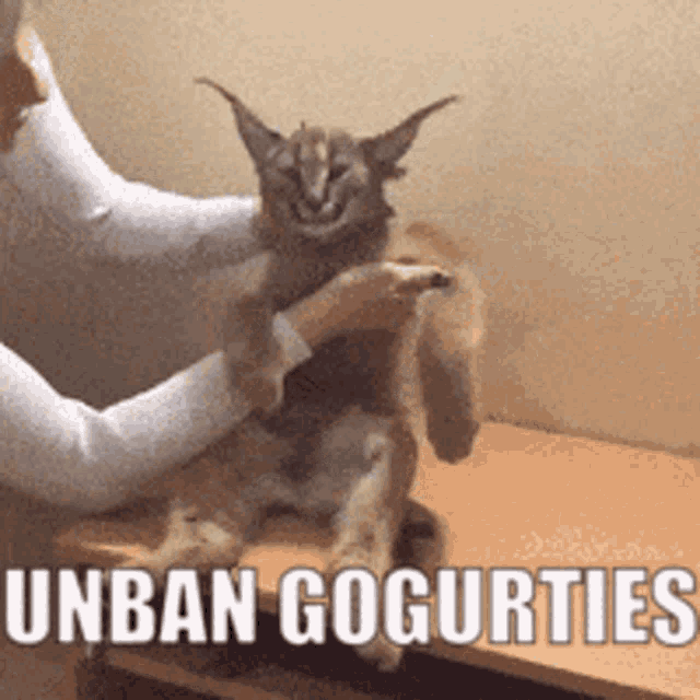 a cat is being petted by a person with the words unban gogurties written below it