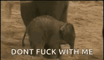 a baby elephant is standing in the dirt next to a large elephant .